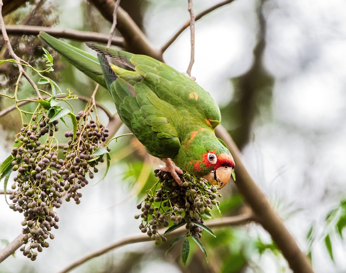 Mitred Parakeet - ML528244251