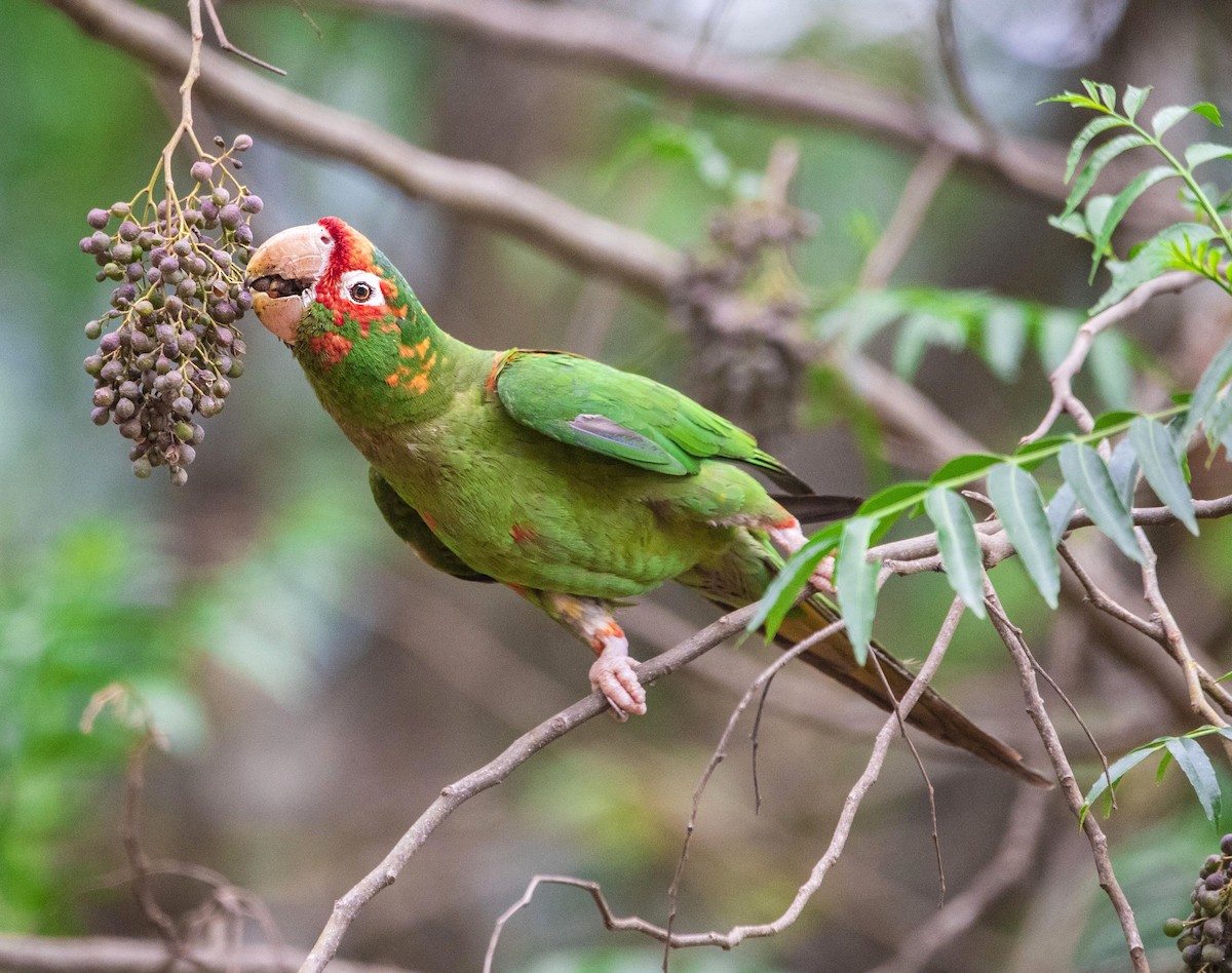 Mitred Parakeet - ML528244261