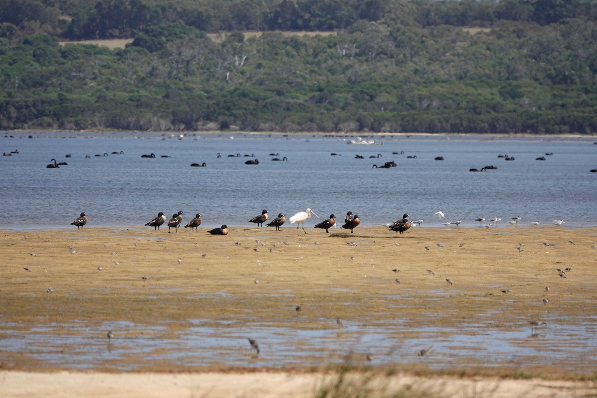 Yellow-billed Spoonbill - ML528245631