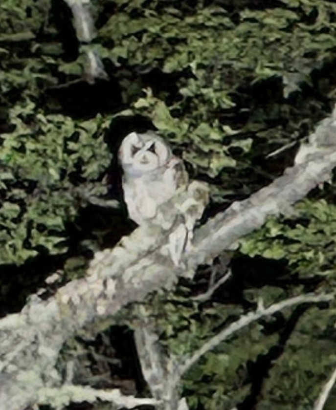 Rufous-legged Owl - Dan Fox