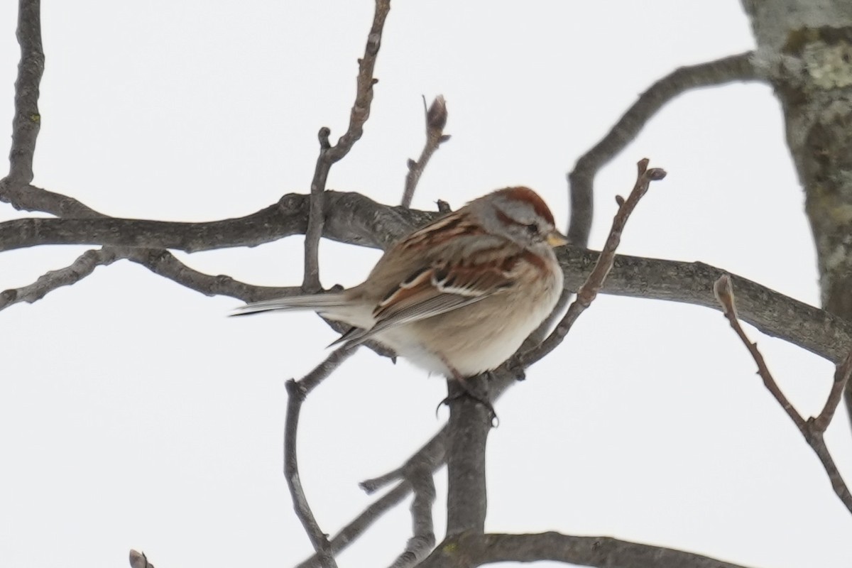 American Tree Sparrow - ML528246031