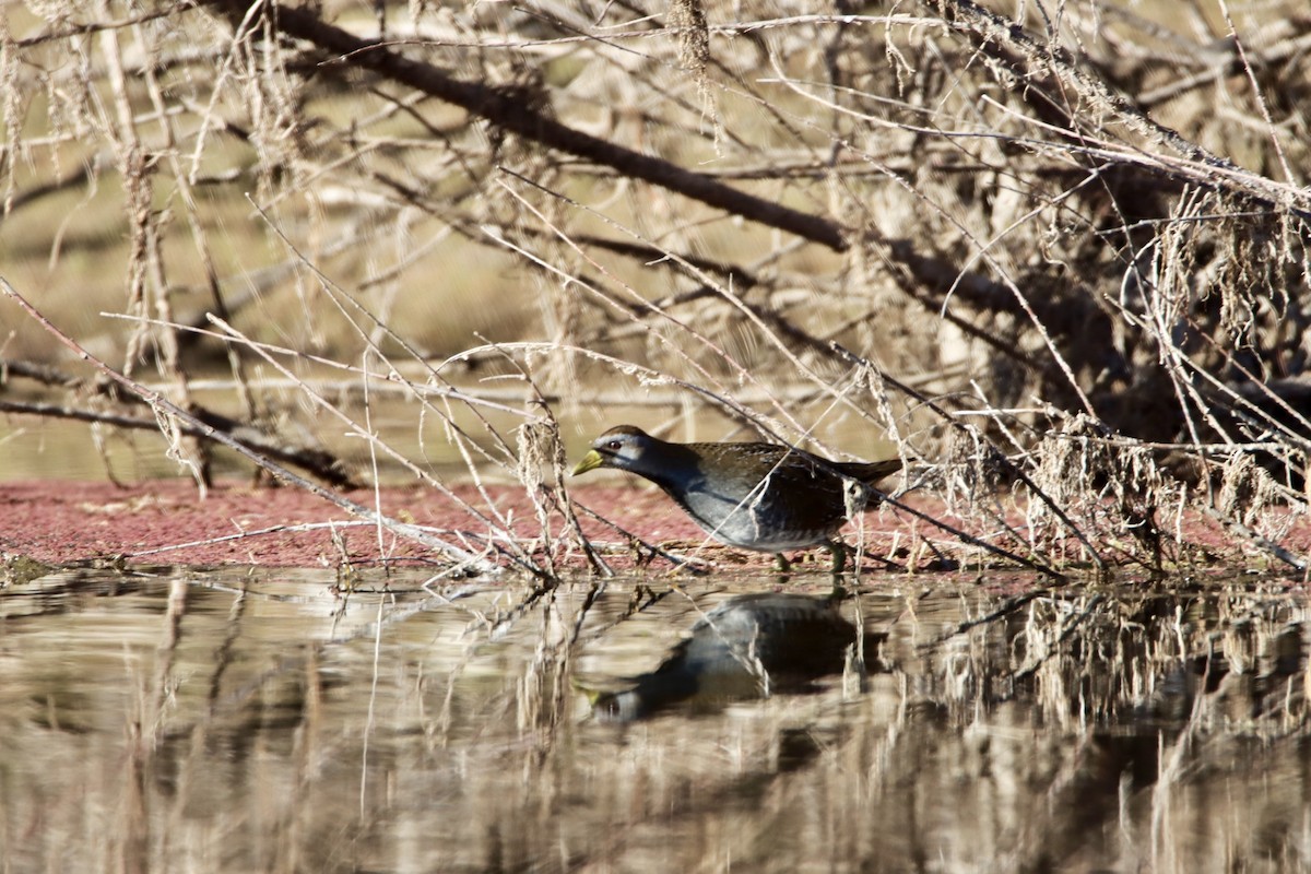 Polluela Sora - ML528246251