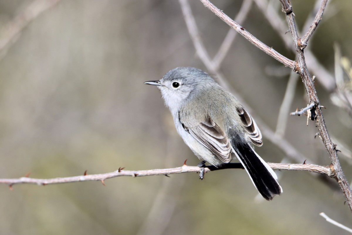 Black-tailed Gnatcatcher - ML528246561