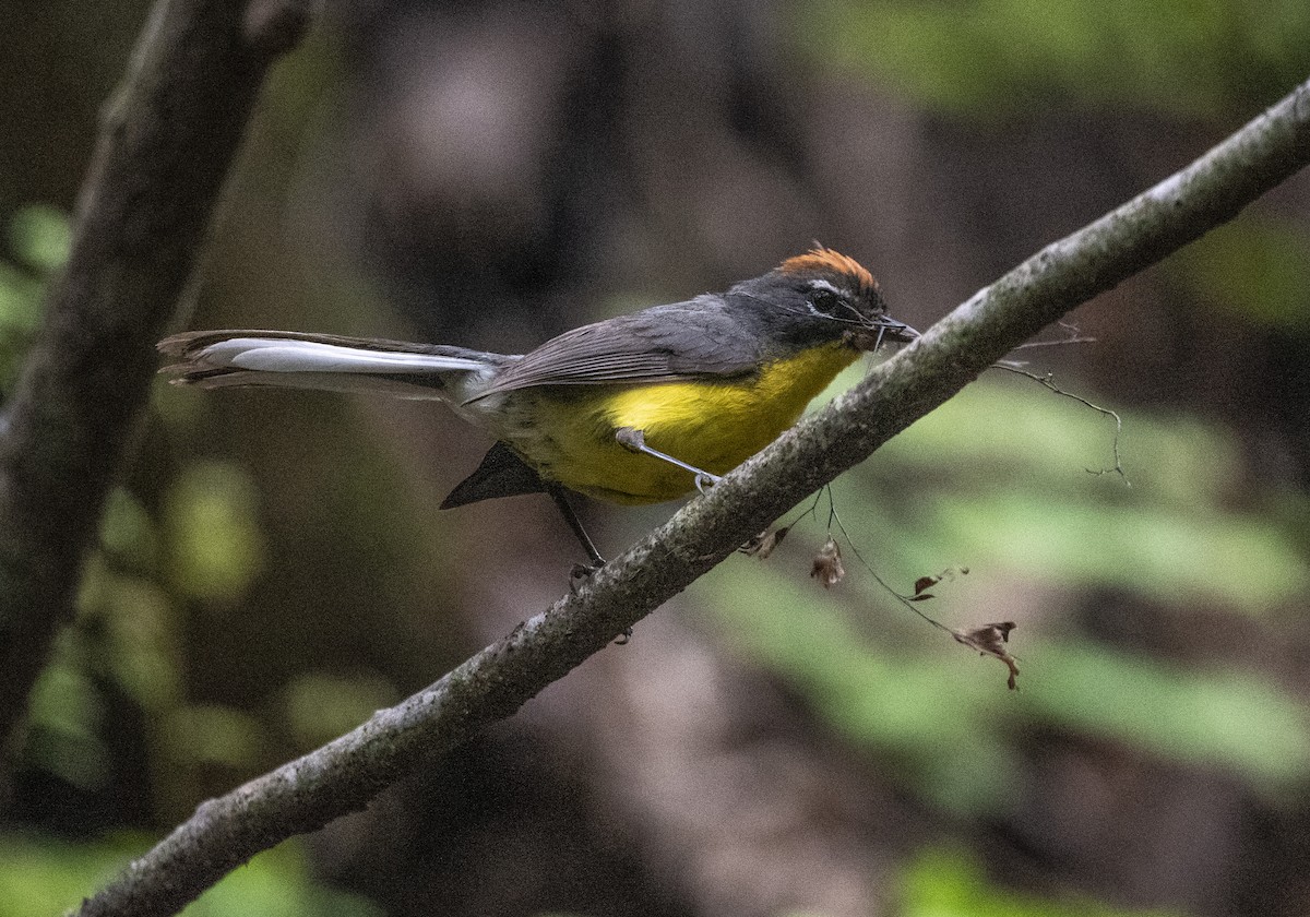 Brown-capped Redstart - ML528246621