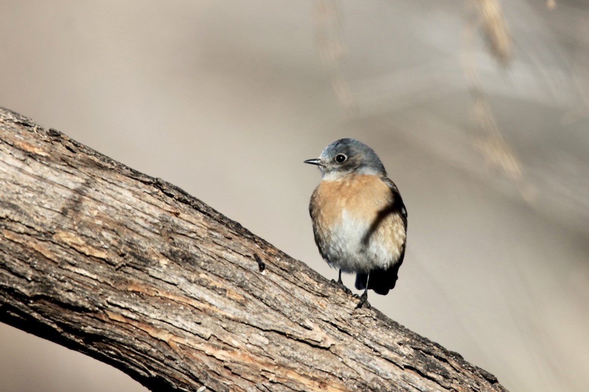 Western Bluebird - Diana Spangler