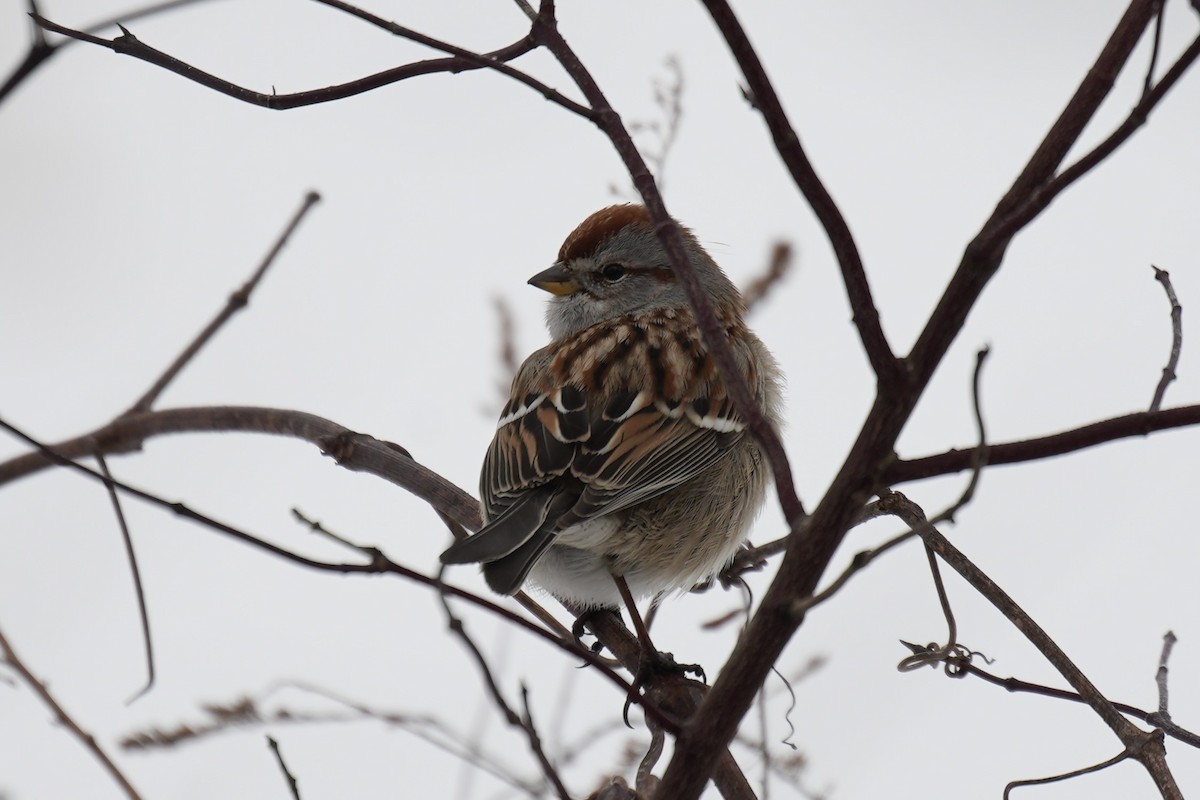 American Tree Sparrow - ML528247011