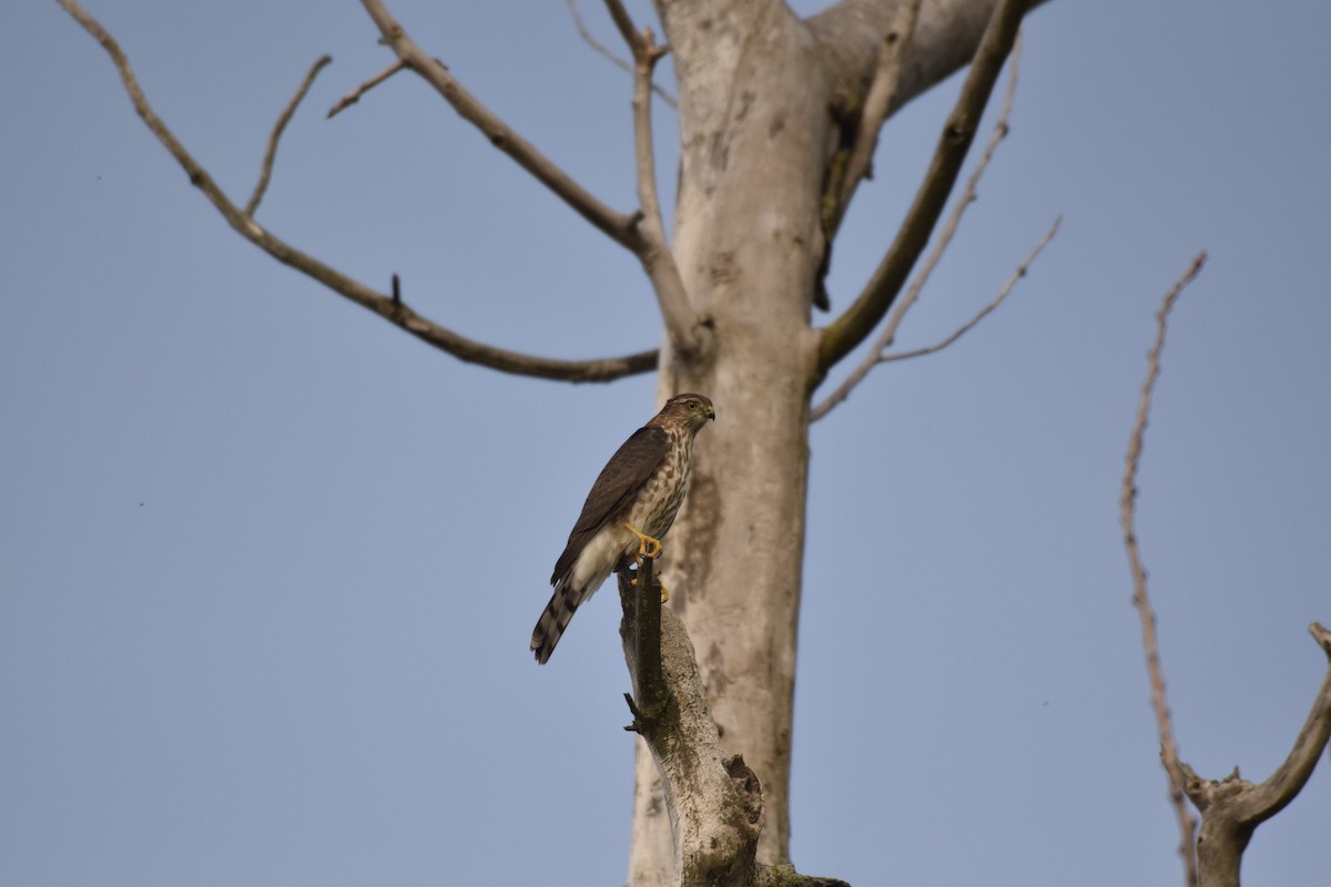 Sharp-shinned Hawk - ML528250681