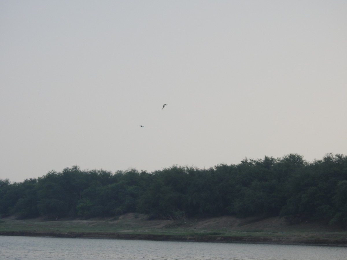 Black-bellied Tern - ML528250911