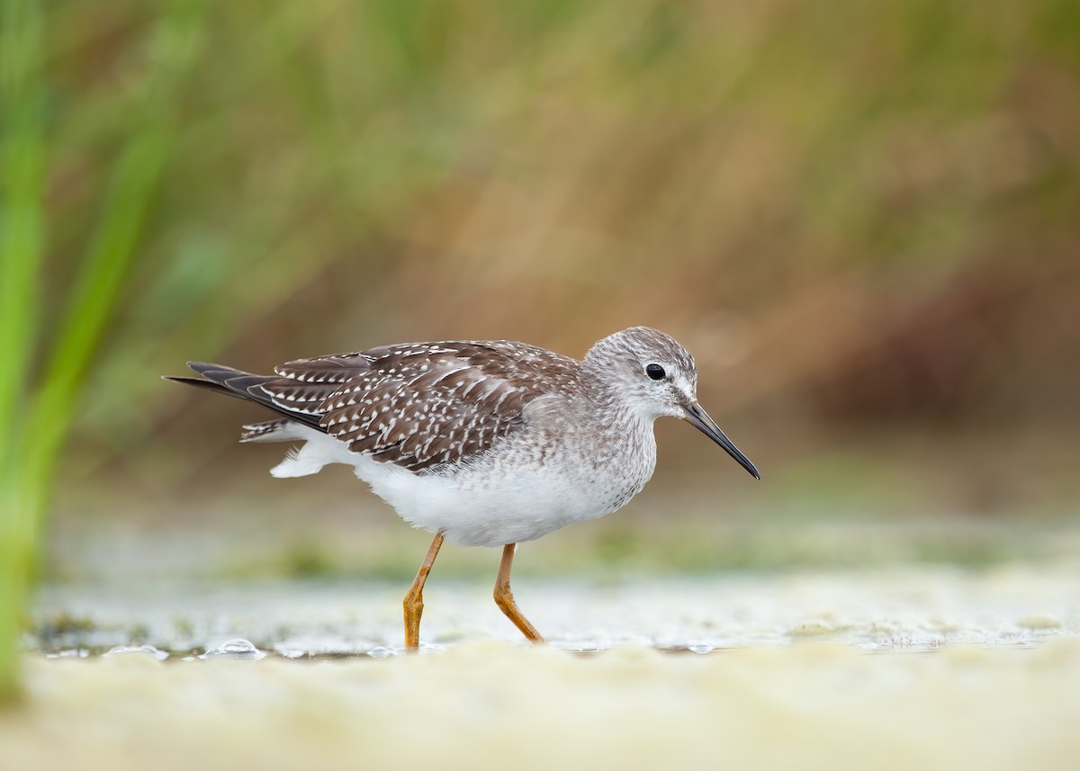 Lesser Yellowlegs - ML528251041