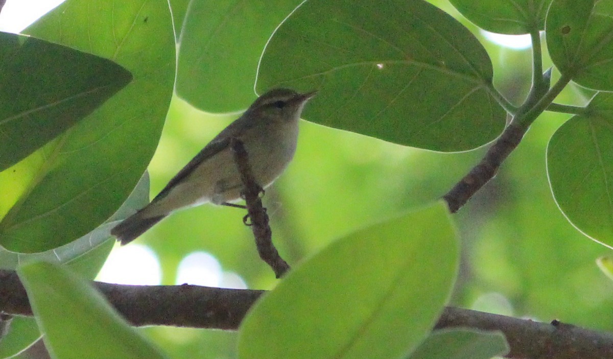 Western Crowned Warbler - ML52825191