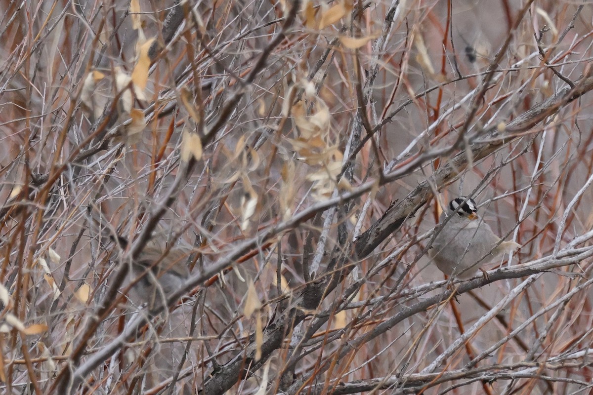 White-crowned Sparrow (Gambel's) - ML528252701