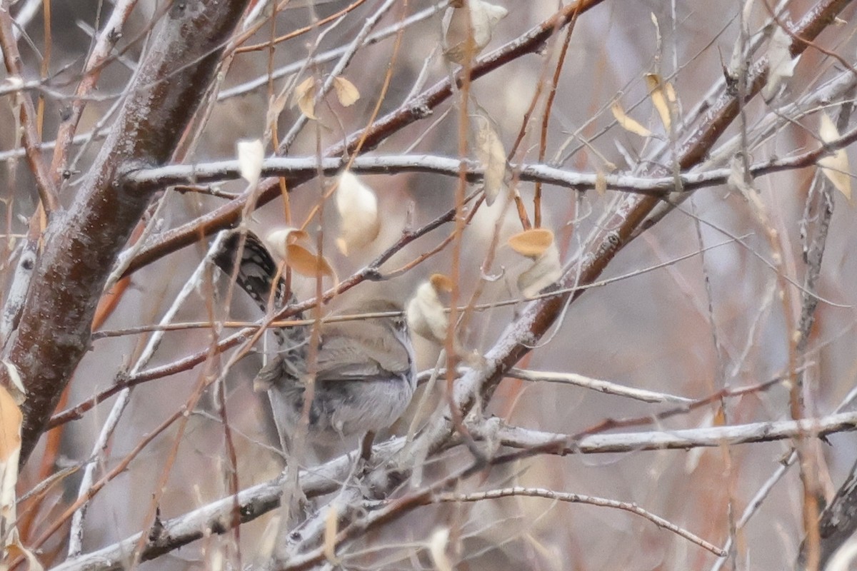 Bewick's Wren - ML528252851