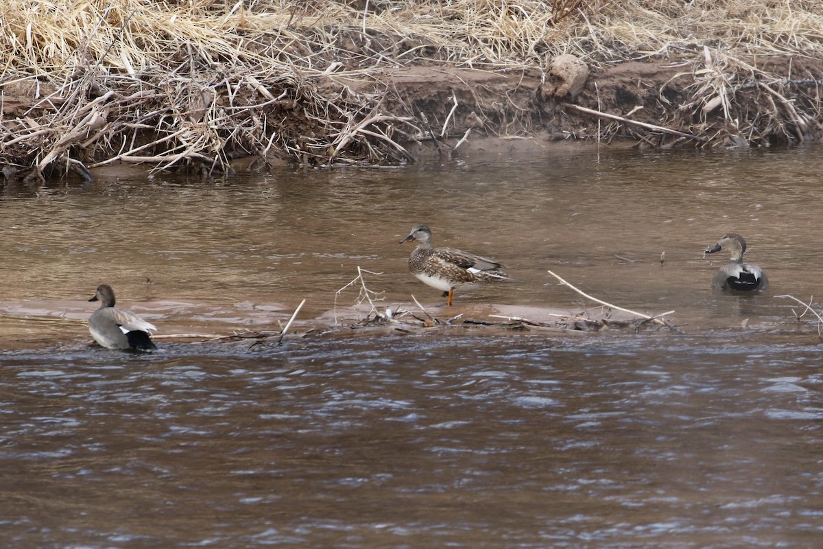 Gadwall - ML528253301