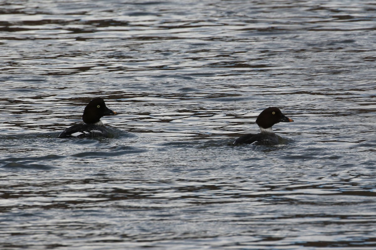 Common Goldeneye - Laurens Halsey