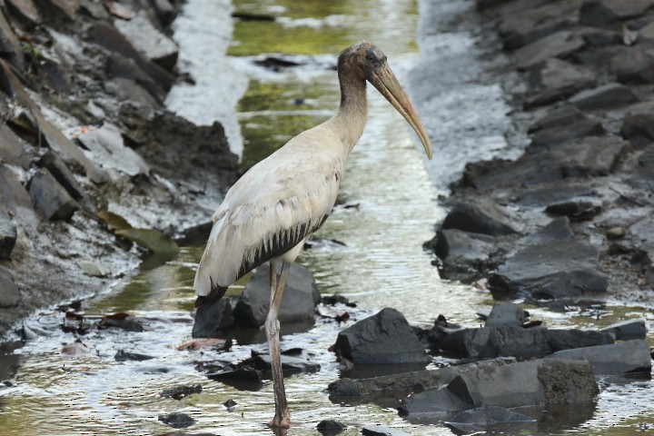 Wood Stork - ML528253421
