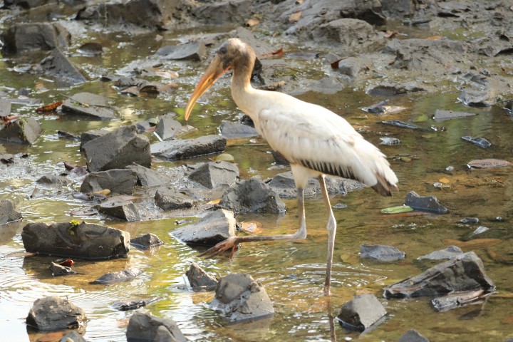 Wood Stork - ML528253431