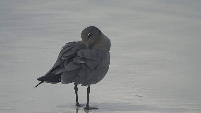 Gaviota Fuliginosa - ML528254271