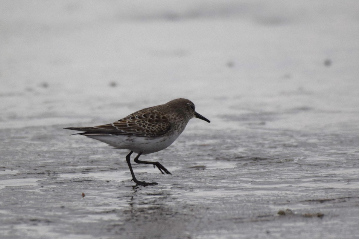 White-rumped Sandpiper - ML528255231