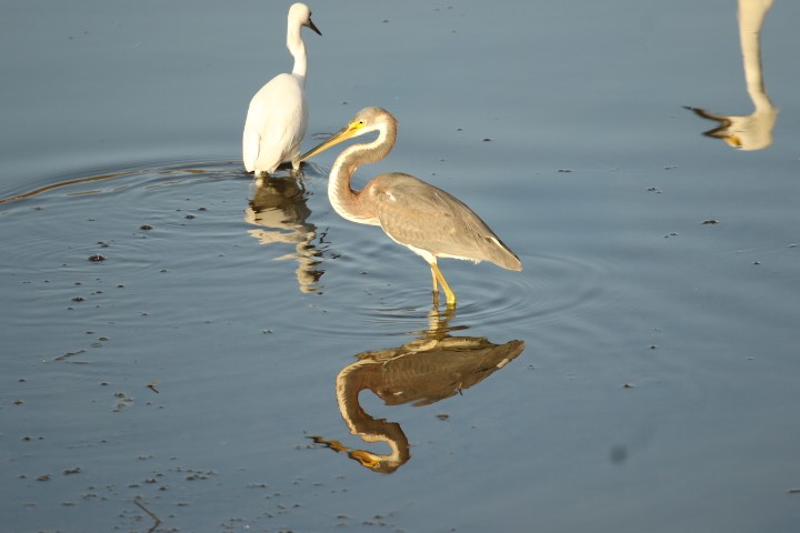 Tricolored Heron - ML528256181