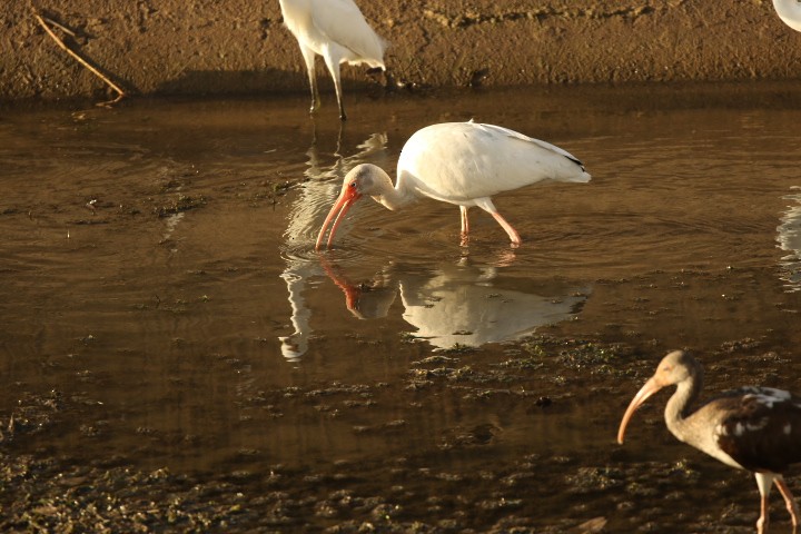 White Ibis - ML528256251