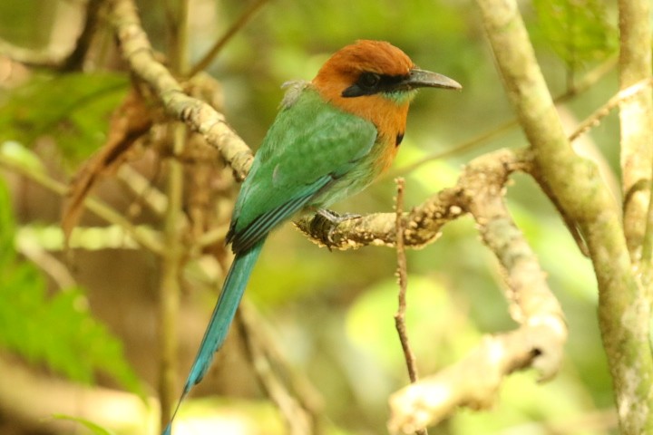 Broad-billed Motmot - ML528256741