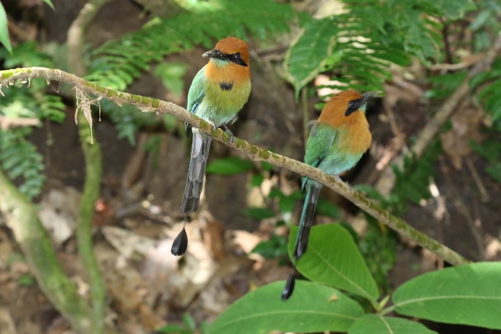 Broad-billed Motmot - ML528256751