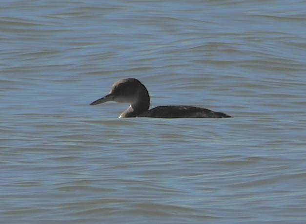Red-necked Grebe - ML528257041