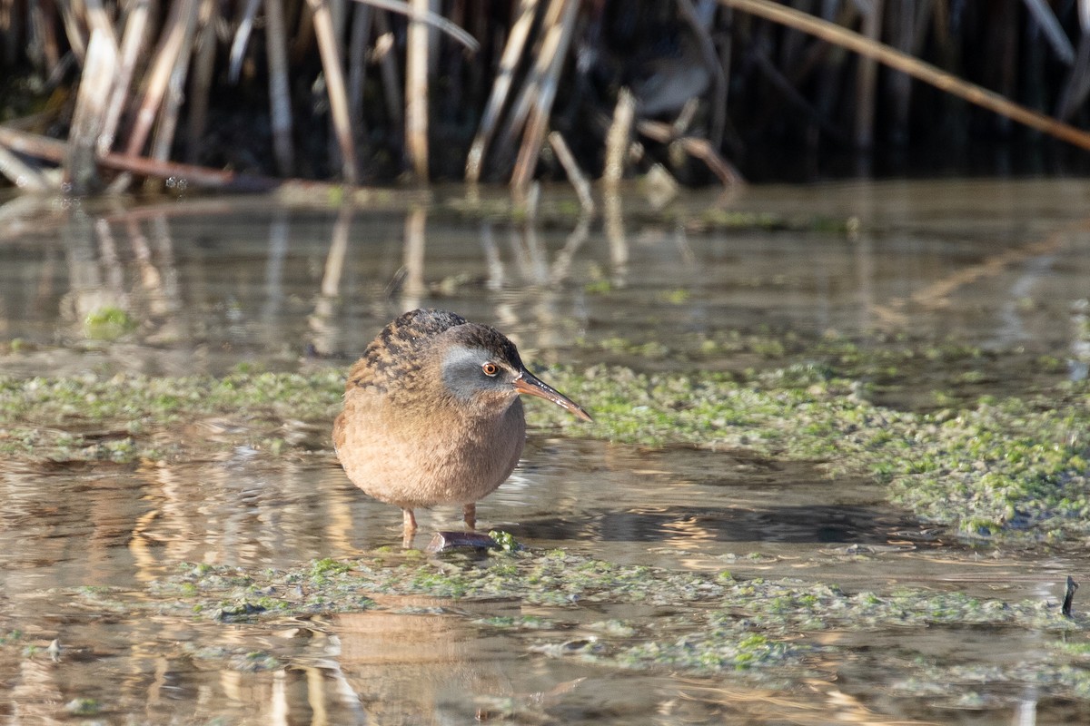 Virginia Rail - Evan Buck