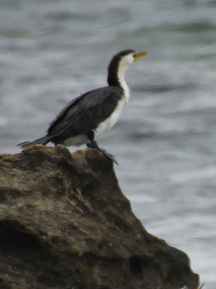 Little Pied Cormorant - ML528258411