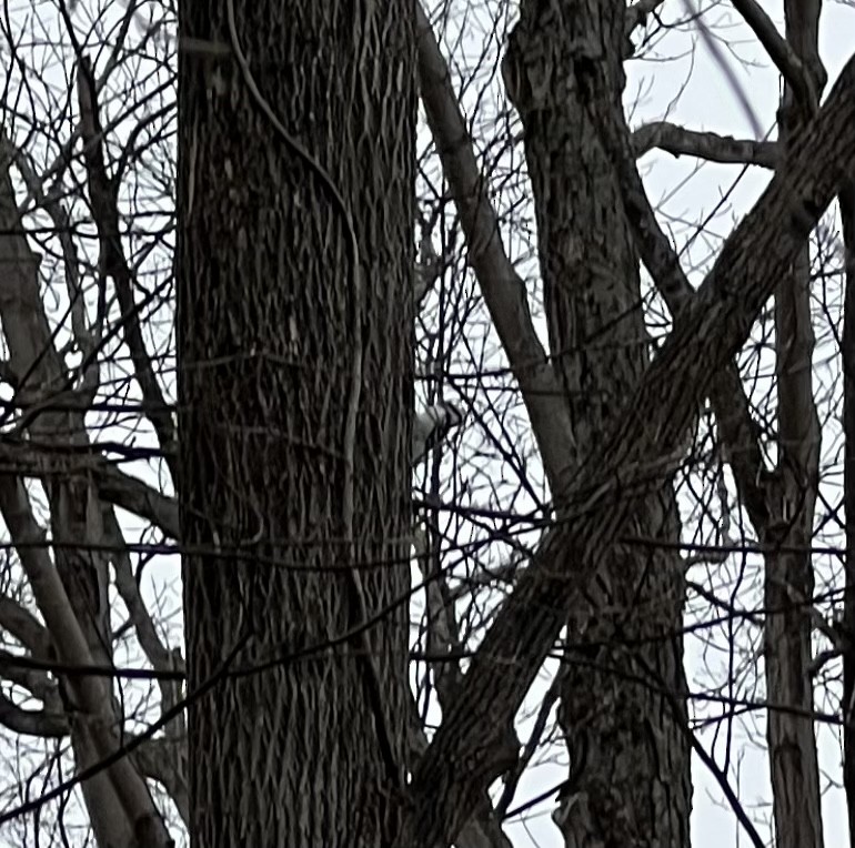 Downy Woodpecker - ML528258641