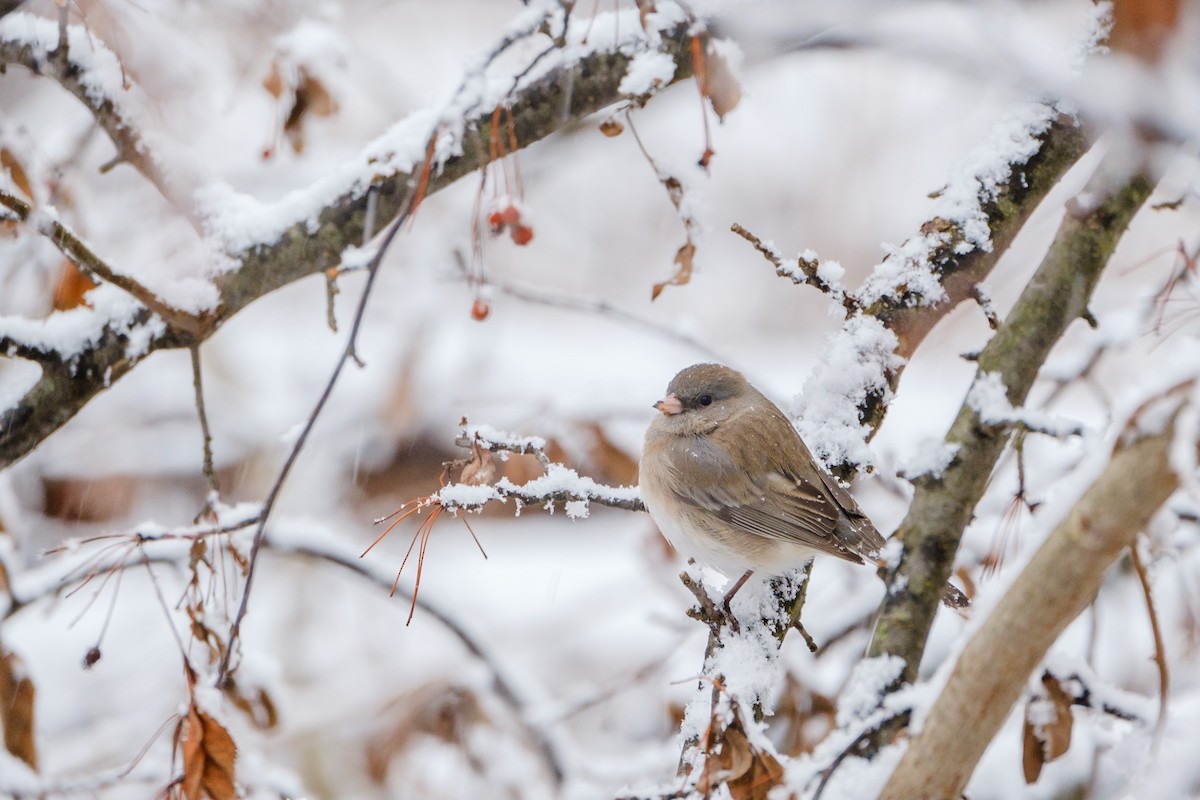 Junco ardoisé - ML528259051