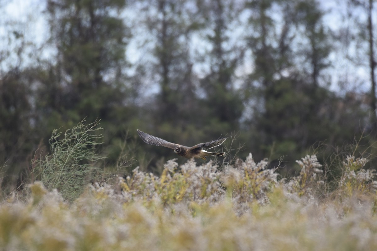 Northern Harrier - Ethan Gosnell