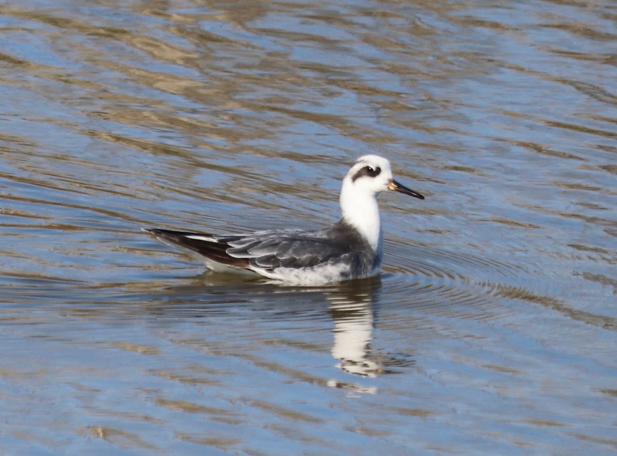 Red Phalarope - ML528261001