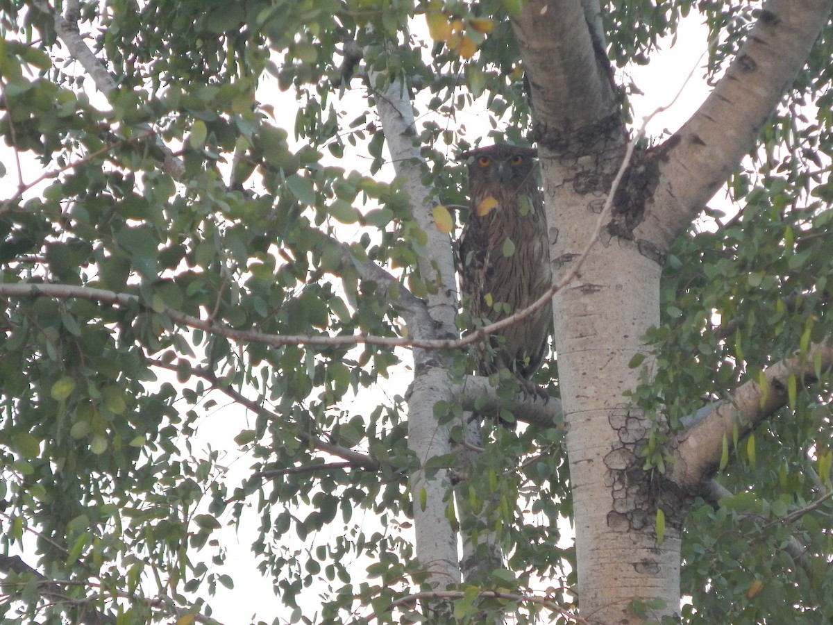 Brown Fish-Owl - ML52826231