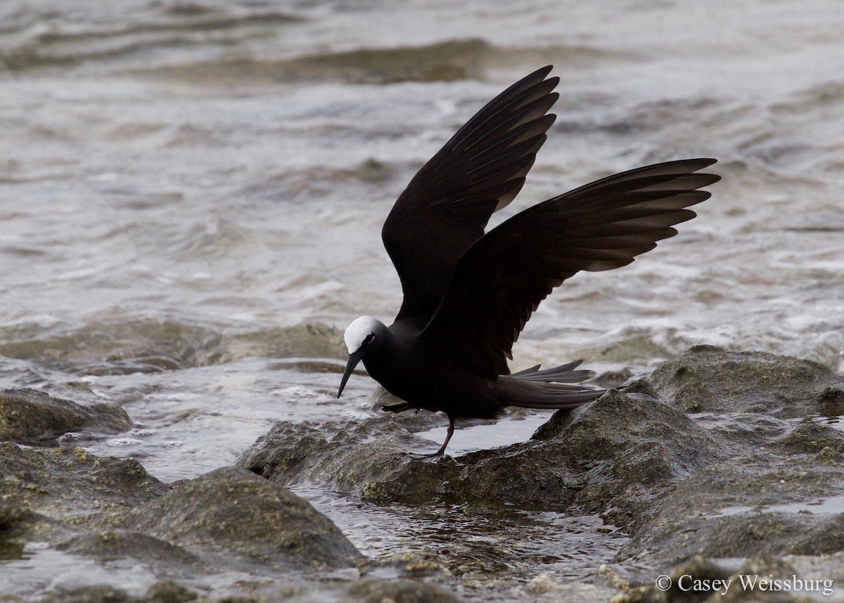 Black Noddy - Casey Weissburg