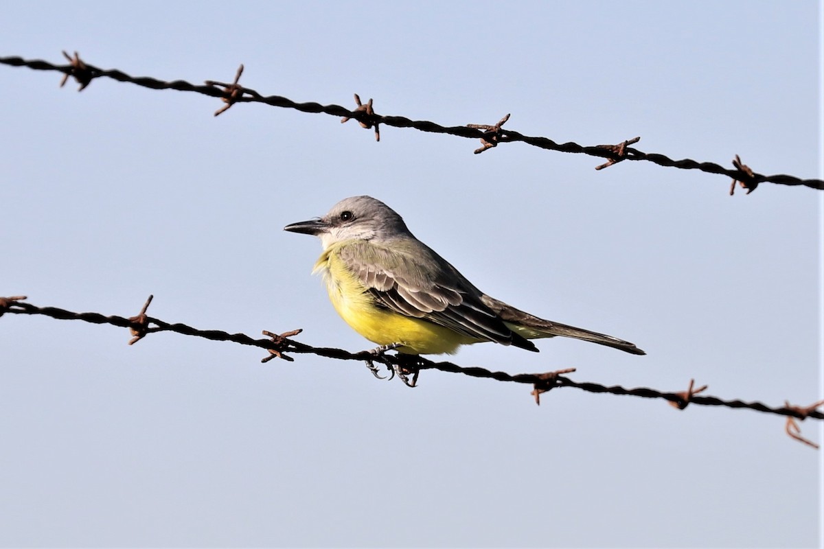 Tropical Kingbird - ML528263261