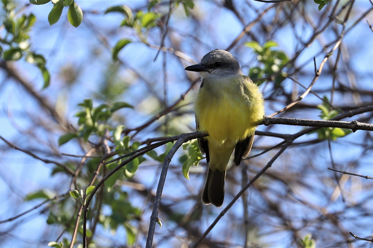 Tropical Kingbird - ML528263281