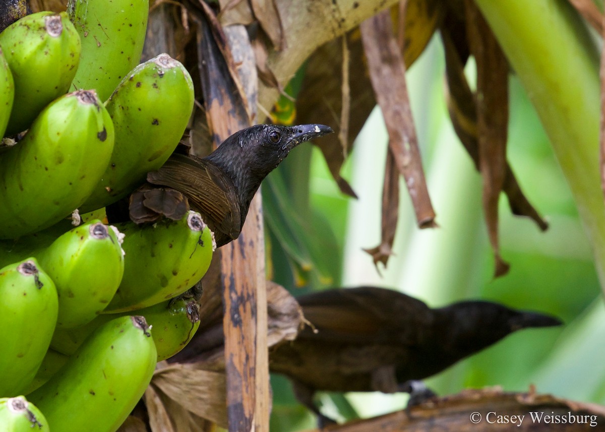 Samoan Starling - ML52826431