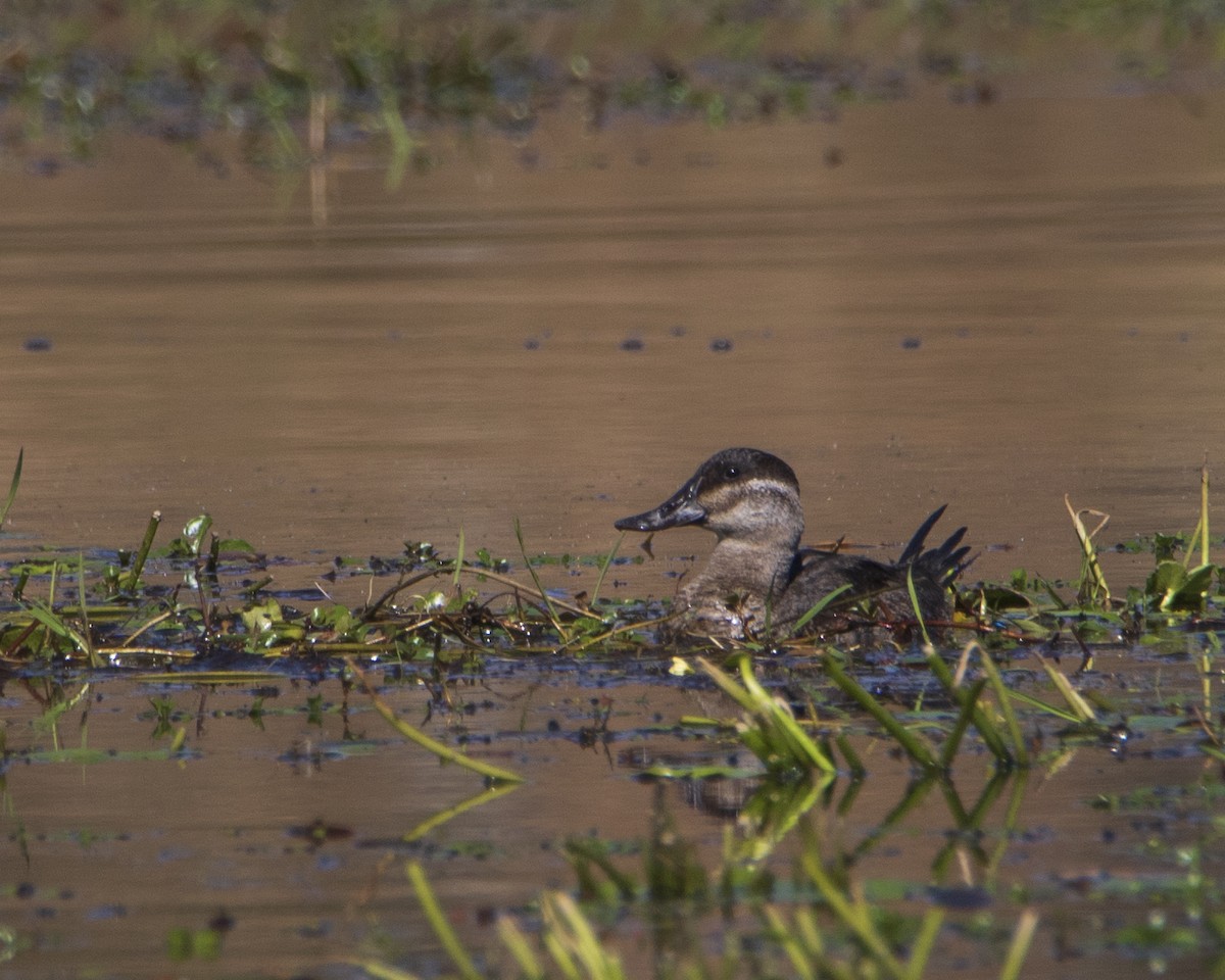 Ruddy Duck - ML528264381
