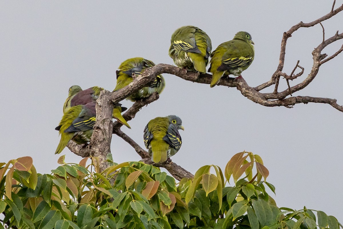 Gray-cheeked Green-Pigeon - Dana Cameron