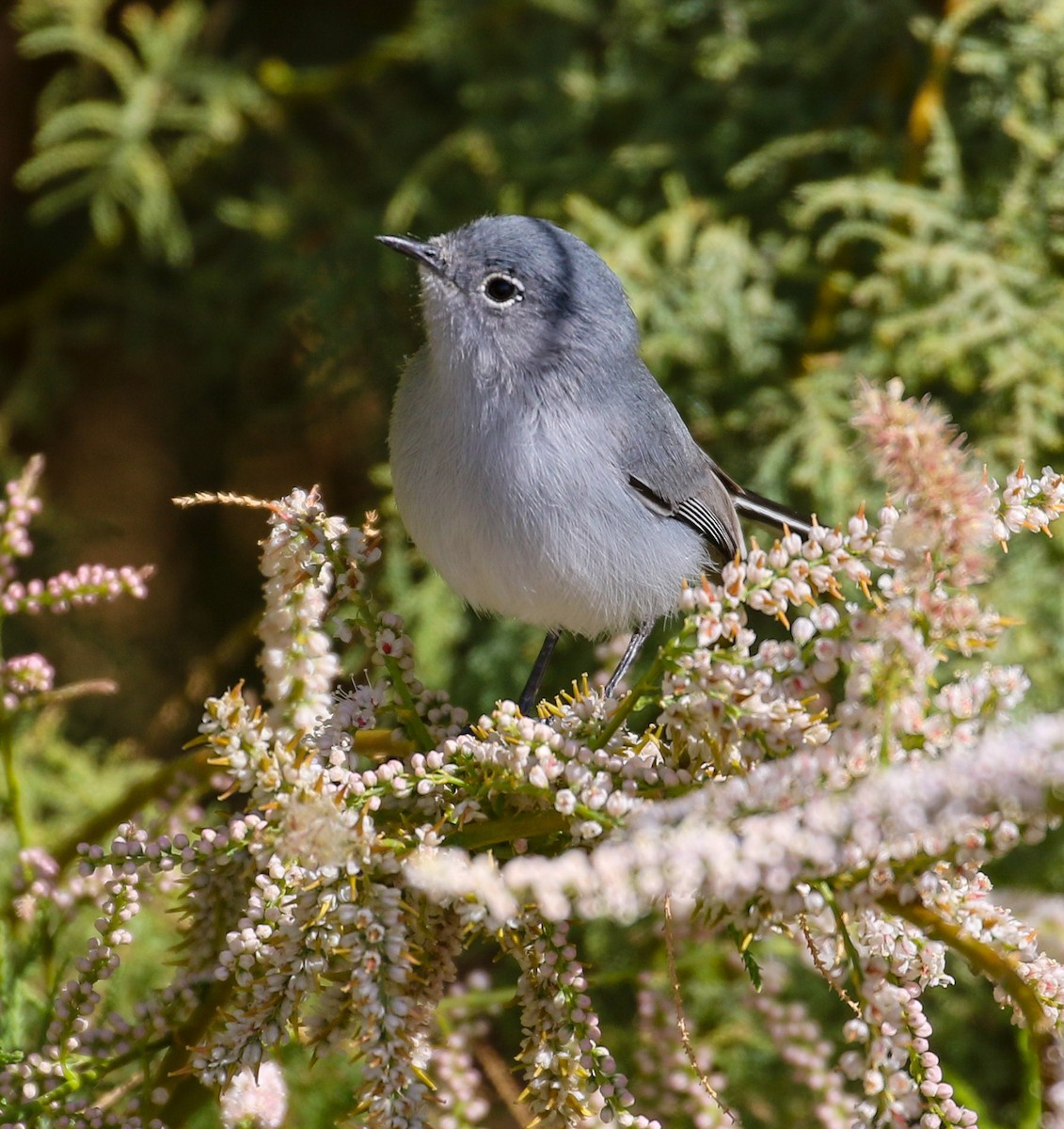 Blue-gray Gnatcatcher - ML528265501