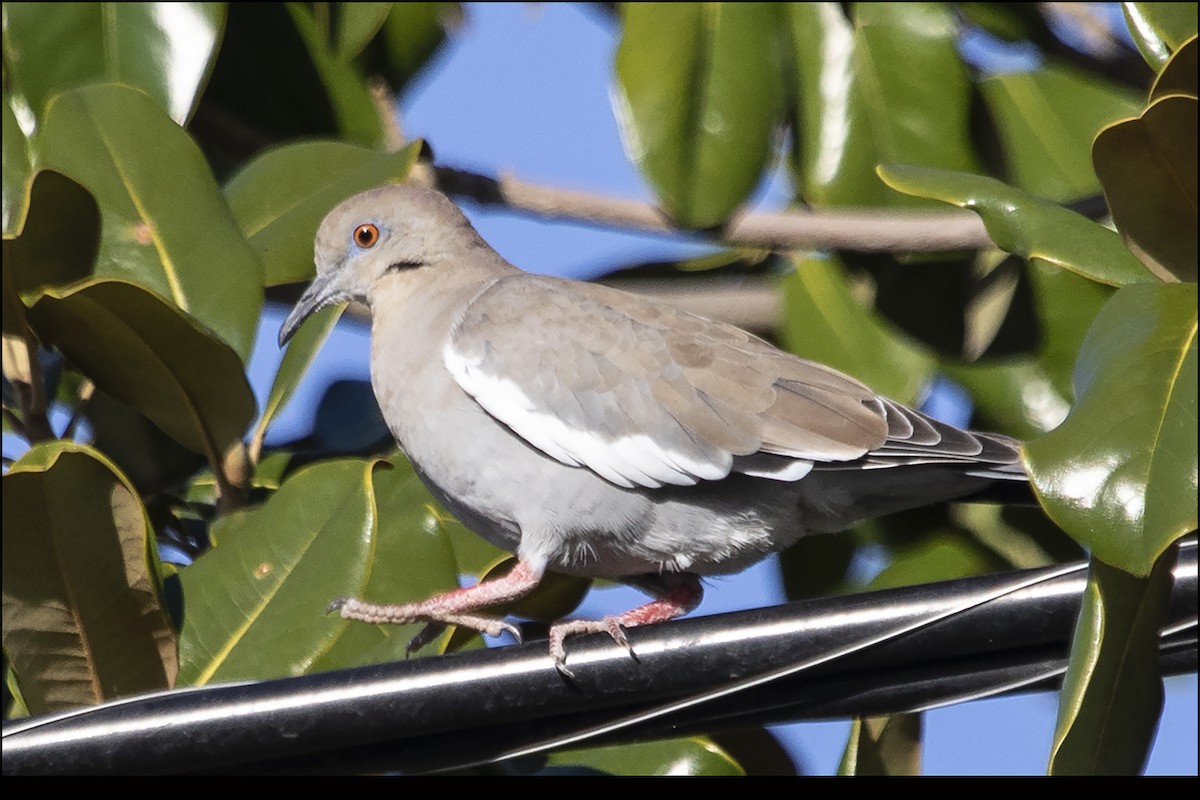 White-winged Dove - Judi Hwa