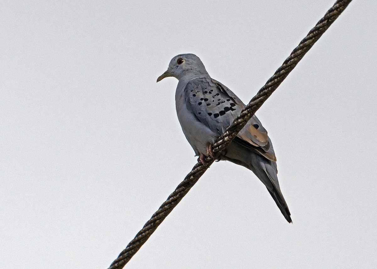 Blue Ground Dove - ML528266391