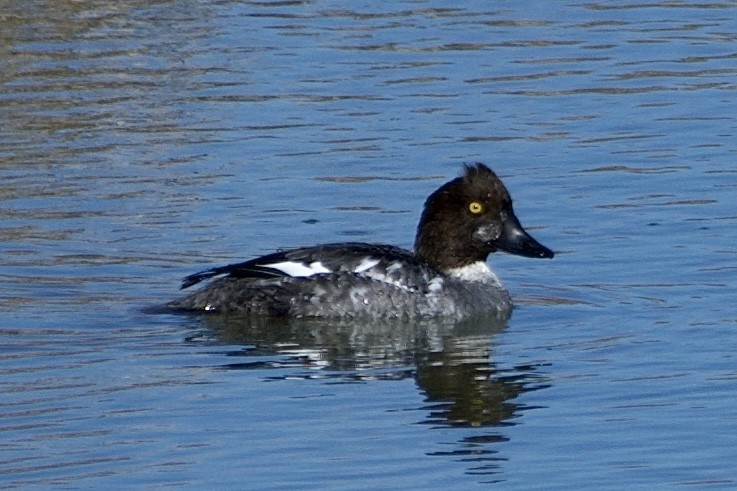 Common Goldeneye - ML528267381