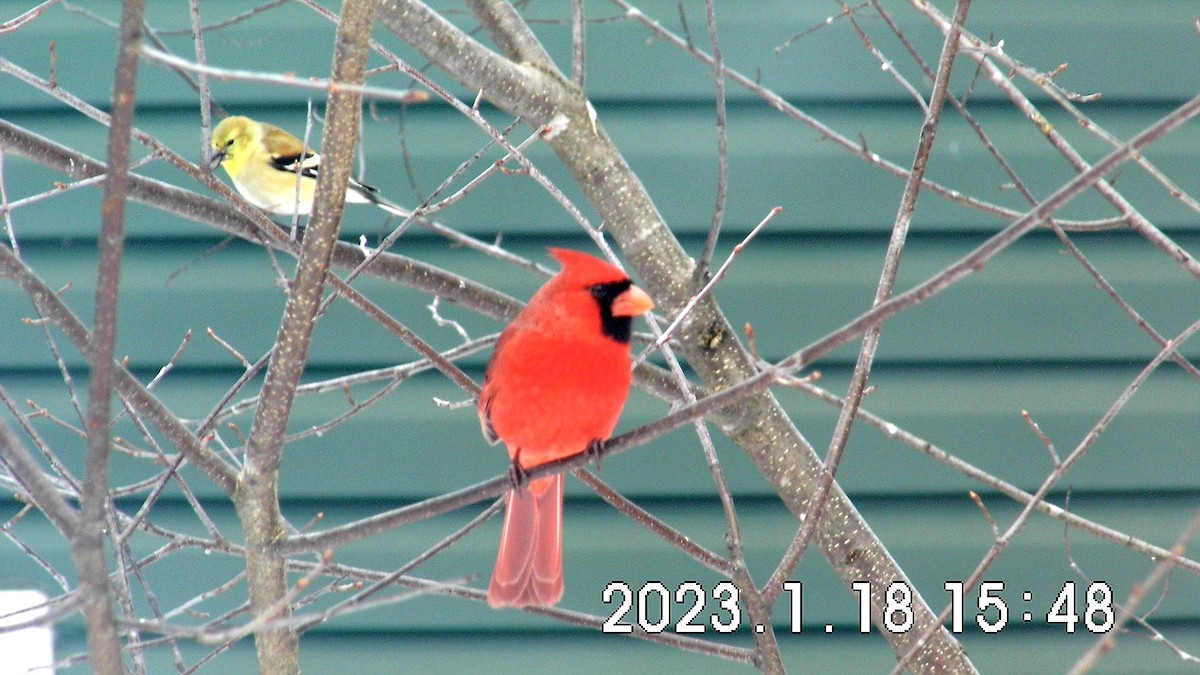 Cardinal rouge - ML528267941