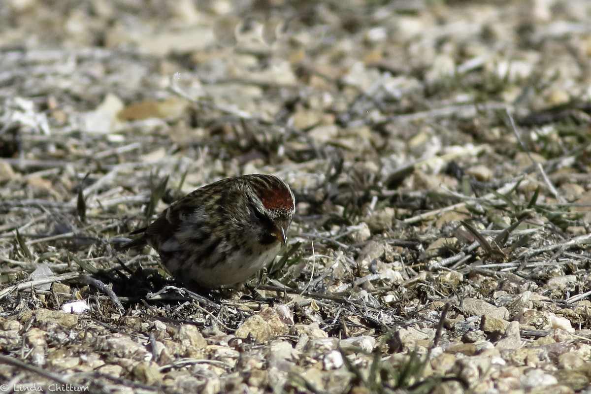 Redpoll (Common) - ML528268391