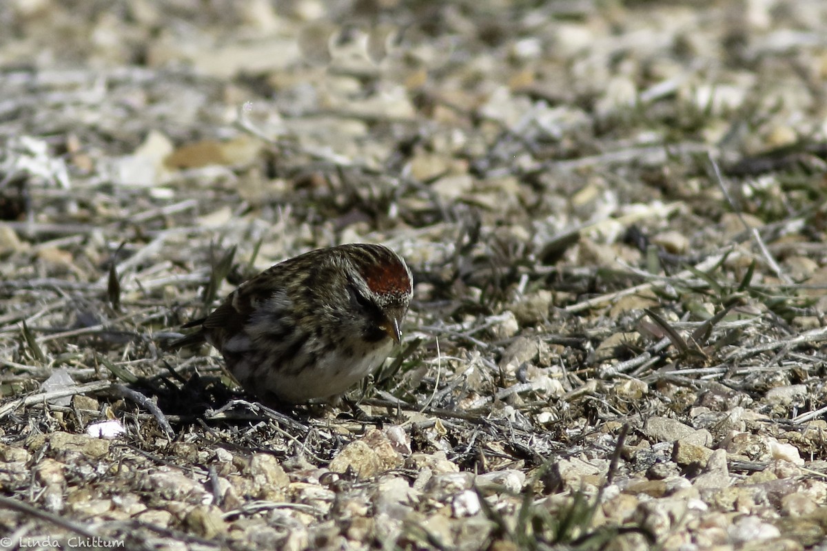 Common Redpoll - ML528268391