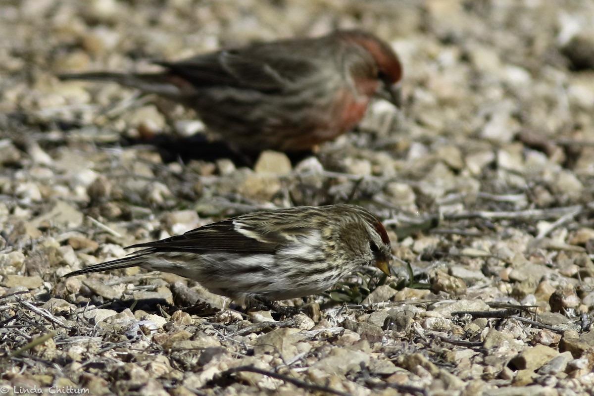 Common Redpoll - ML528268401