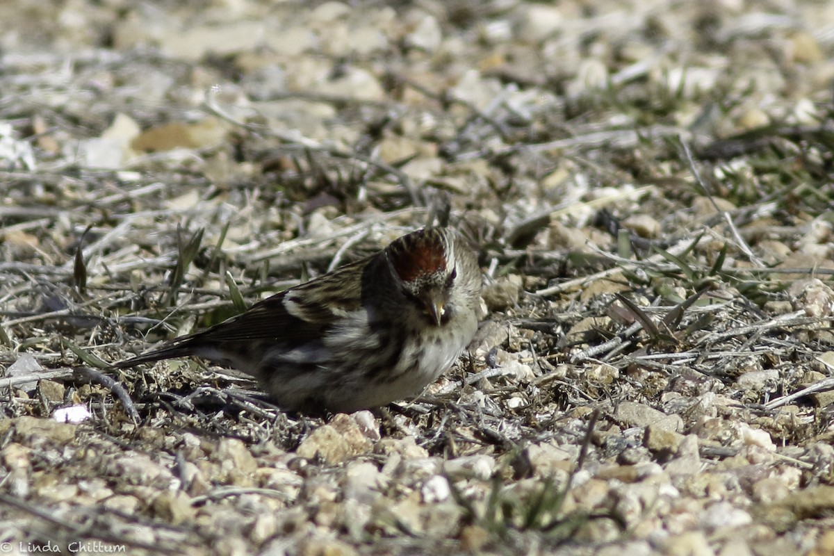 Common Redpoll - ML528268411