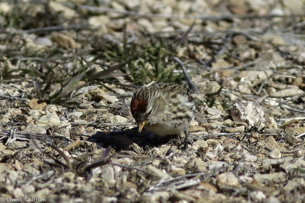 Redpoll (Common) - ML528268421